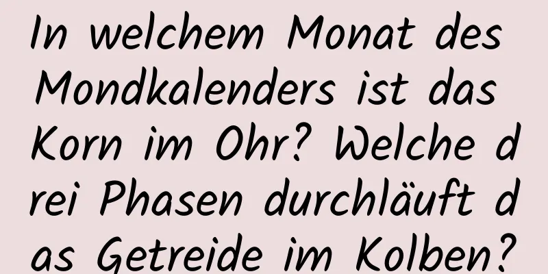 In welchem ​​Monat des Mondkalenders ist das Korn im Ohr? Welche drei Phasen durchläuft das Getreide im Kolben?