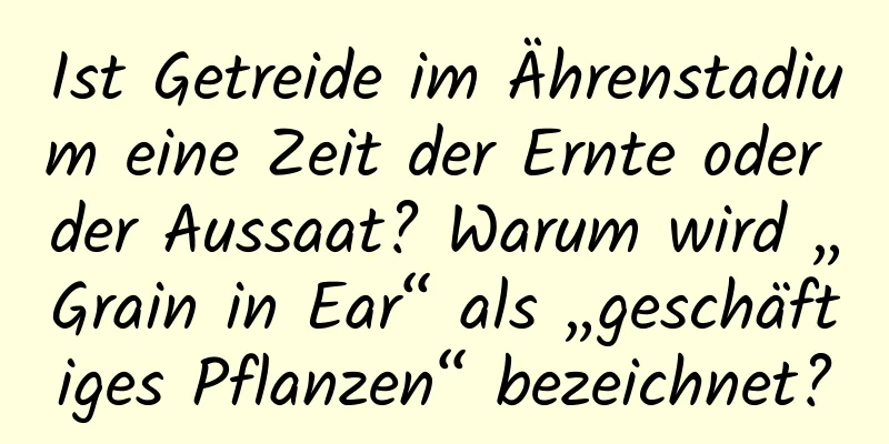 Ist Getreide im Ährenstadium eine Zeit der Ernte oder der Aussaat? Warum wird „Grain in Ear“ als „geschäftiges Pflanzen“ bezeichnet?