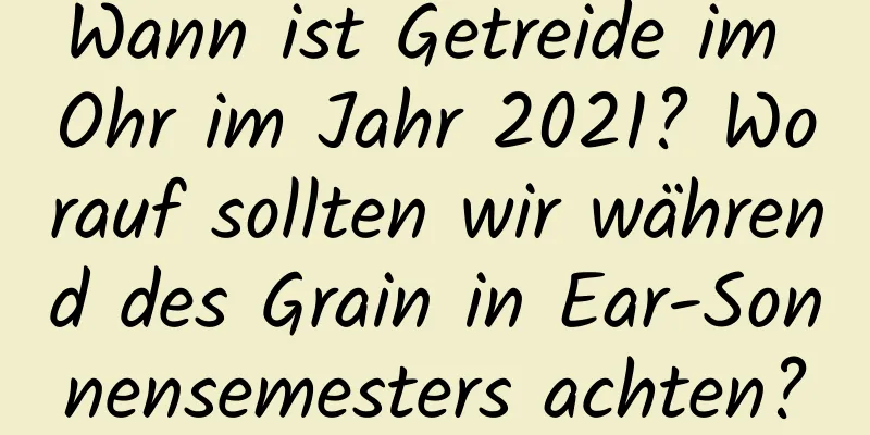 Wann ist Getreide im Ohr im Jahr 2021? Worauf sollten wir während des Grain in Ear-Sonnensemesters achten?