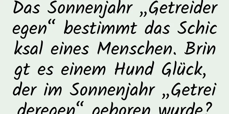 Das Sonnenjahr „Getreideregen“ bestimmt das Schicksal eines Menschen. Bringt es einem Hund Glück, der im Sonnenjahr „Getreideregen“ geboren wurde?