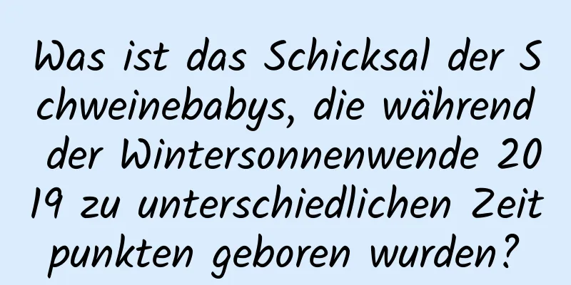 Was ist das Schicksal der Schweinebabys, die während der Wintersonnenwende 2019 zu unterschiedlichen Zeitpunkten geboren wurden?