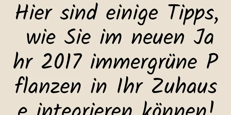 Hier sind einige Tipps, wie Sie im neuen Jahr 2017 immergrüne Pflanzen in Ihr Zuhause integrieren können!