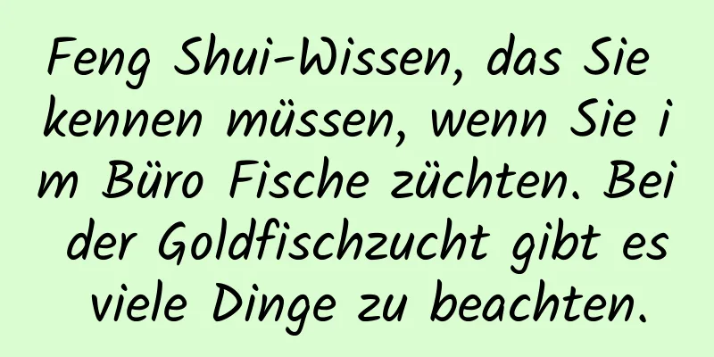 Feng Shui-Wissen, das Sie kennen müssen, wenn Sie im Büro Fische züchten. Bei der Goldfischzucht gibt es viele Dinge zu beachten.