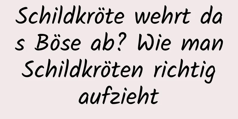 Schildkröte wehrt das Böse ab? Wie man Schildkröten richtig aufzieht