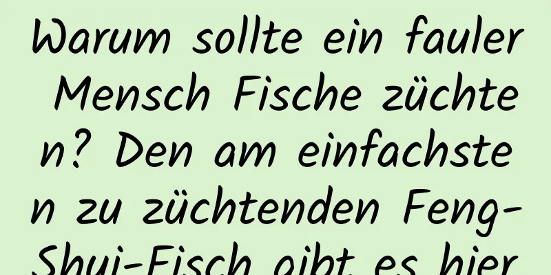 Warum sollte ein fauler Mensch Fische züchten? Den am einfachsten zu züchtenden Feng-Shui-Fisch gibt es hier