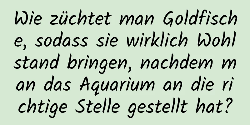 Wie züchtet man Goldfische, sodass sie wirklich Wohlstand bringen, nachdem man das Aquarium an die richtige Stelle gestellt hat?