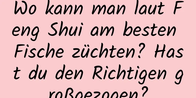 Wo kann man laut Feng Shui am besten Fische züchten? Hast du den Richtigen großgezogen?