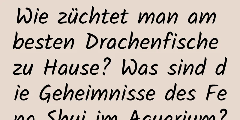 Wie züchtet man am besten Drachenfische zu Hause? Was sind die Geheimnisse des Feng Shui im ​​Aquarium?