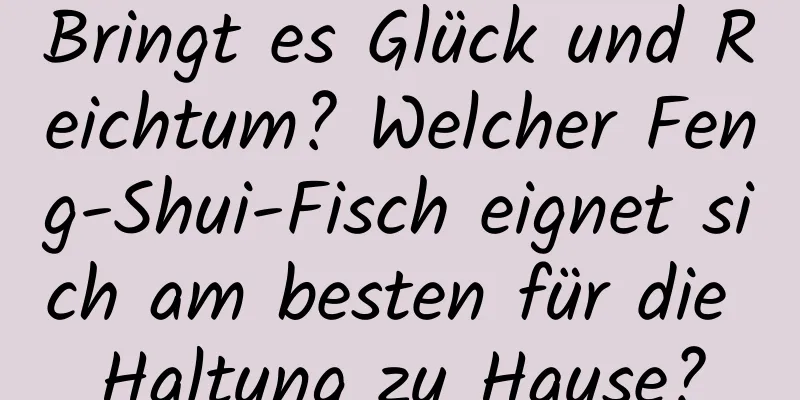 Bringt es Glück und Reichtum? Welcher Feng-Shui-Fisch eignet sich am besten für die Haltung zu Hause?