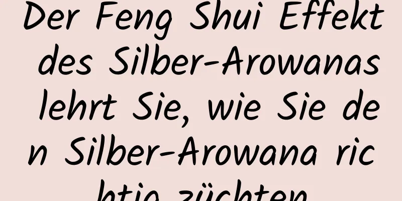 Der Feng Shui Effekt des Silber-Arowanas lehrt Sie, wie Sie den Silber-Arowana richtig züchten