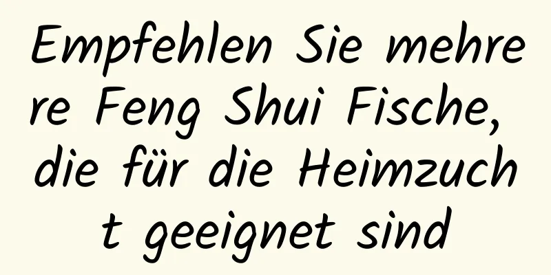 Empfehlen Sie mehrere Feng Shui Fische, die für die Heimzucht geeignet sind