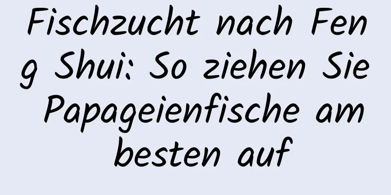 Fischzucht nach Feng Shui: So ziehen Sie Papageienfische am besten auf
