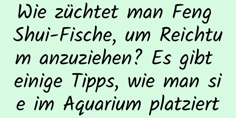 Wie züchtet man Feng Shui-Fische, um Reichtum anzuziehen? Es gibt einige Tipps, wie man sie im Aquarium platziert